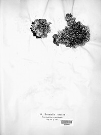 Image of Squamarina cartilaginea